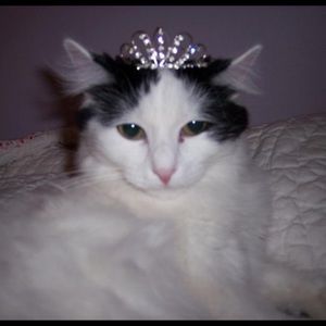 Meet your Posher, Amelia